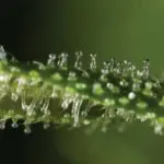 Clones &Eacute;lite (parte II)