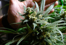 Operación contra la venta de sustancias ilegales en ‘grow shops’ de Almería Operación contra la venta de sustancias ilegales en ‘grow shops’ de Almería