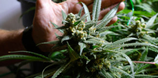 El cannabinoide sintético Resunab reduce la inflamación en sujetos sanos
