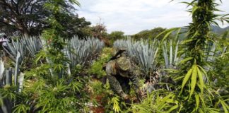 ¿Por qué la marihuana sigue siendo ilegal?