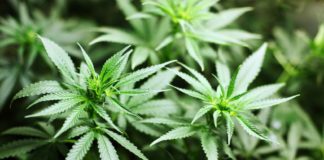 Canadá venderá marihuana en tiendas bajo control estatal