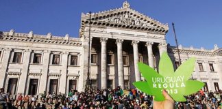 La yerba mate con cannabis florece en Uruguay