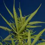 Sácale más provecho a tu grow – Optimizando tus abonos El verde de las hojas es perfecto