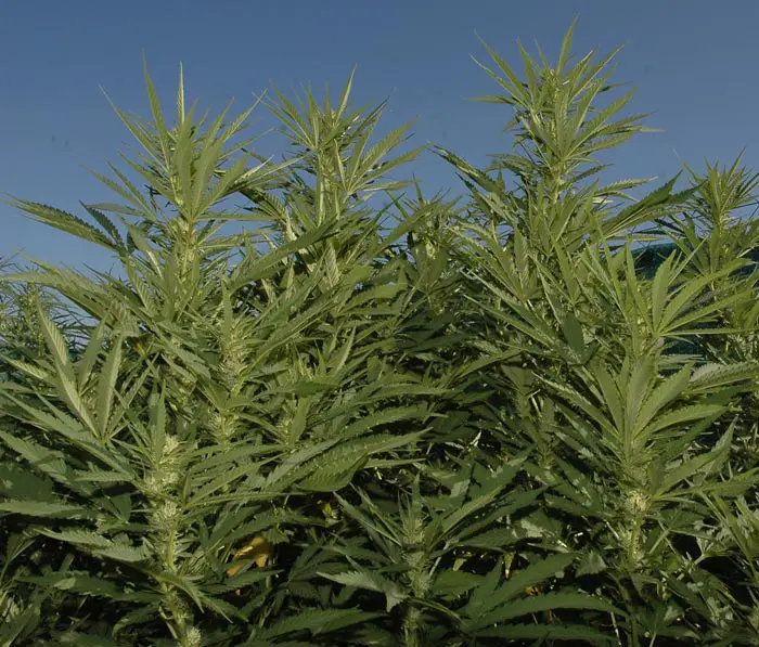 Plantas sin carencia nutricional alguna