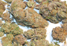 Cannabis en las elecciones de EEUU buds