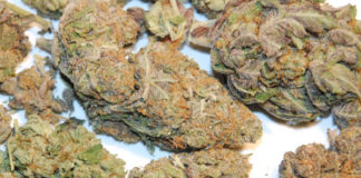 buds
