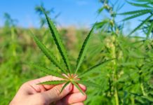 ¿Exactamente qué es el CBD? ¿Exactamente qué es el CBD?