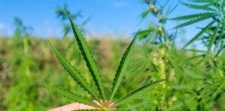 ¿Exactamente qué es el CBD?