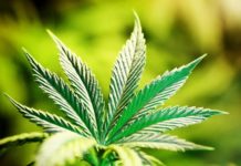 El cannabis modula las concentraciones sanguíneas de hormonas asociadas con el apetito El cannabis modula las concentraciones sanguíneas de hormonas asociadas con el apetito