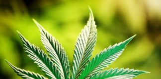 Boicotean iniciativa de ley para legalizar marihuana en Italia