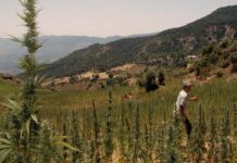 Marruecos: más de 14 000 hogares viven de la producción del cannabis Trabajador agrónomo marroquí
