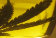 El cultivo asociativo de cannabis medicinal, a un paso de ser legal en Perú En la actualidad sólo 13 compañías en Canadá están autorizadas a producir marihuana destinada a pacientes con receta médica.