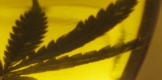 En la actualidad sólo 13 compañías en Canadá están autorizadas a producir marihuana destinada a pacientes con receta médica.