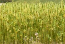 Congreso de los EEUU aprueba legalizar cultivo de cáñamo a gran escala con apoyo transversal Congreso de los EEUU aprueba legalizar cultivo de cáñamo a gran escala con apoyo transversal