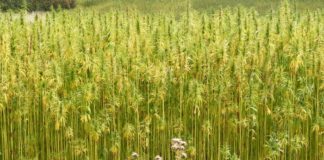 El caso del agricultor de cáñamo al que la Justicia condenó como narcotraficante