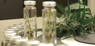 El cannabis medicinal gana muchos adeptos entre dudas
