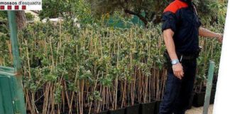 Detenidos por suministrar marihuana a clubs de cannabis de Barcelona