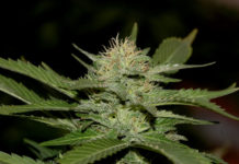 ¿Cuál es el mejor sustrato para el cannabis? ww3