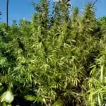 Cultivo Intensivo: Automáticas Vs. Clones (Floración II) Cultivo Intensivo: Automáticas Vs. Clones (Floración II)