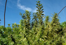 Cultivo de cannabis sin abono