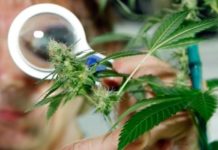 Descubiertos dos nuevos compuestos orgánicos del cannabis marihuana medicinal 660x350
