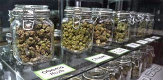 L’Hospitalet suspende la concesión de licencias a clubes de cannabis