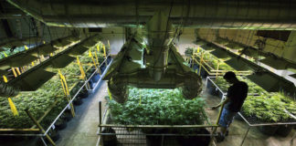 Empresa de marihuana sale a la Bolsa de Valores