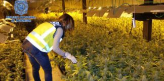 Nuevos datos sobre la macrooperación contra el cultivo de marihuana en Alcalá de Henares