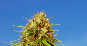 Un juez manda destruir más de 14.000 plantas de cannabis del único invernadero legal de Zaragoza