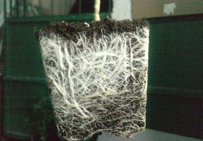 La densidad y el tono intensamente blanco de las raices de este cepellón de una planta madre tratada con nuestro Trichoderma Harzianum indican que la colonización de las raices ha sido total, esta madre dará una mayor cantidad de esquejes saludables y fuertes…