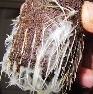 La densidad y el tono intensamente blanco de las raices de este cepellón de una planta madre tratada con nuestro Trichoderma Harzianum indican que la colonización de las raices ha sido total, esta madre dará una mayor cantidad de esquejes saludables y fuertes…