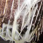 Trichoderma harzianum Trichoderma harzianum