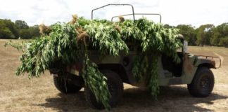 Colombia: Inicia construcción de empresa de marihuana medicinal en Cauca