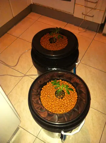 Esqueje trasplantado al cubo