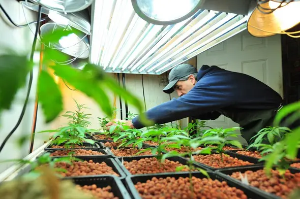 Cultivo hidropónico para principiantes. Paso a paso (I)