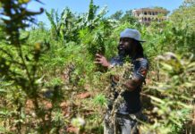 El Gobierno de Jamaica y HIPI de EEUU unen esfuerzos para potenciar cannabis El Gobierno de Jamaica y HIPI de EEUU unen esfuerzos para potenciar cannabis