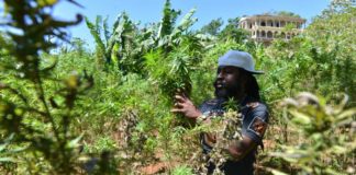 Jamaica venderá cannabis a los turistas Jamaica venderá cannabis a los turistas