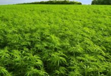 El multimillonario Juan Abelló se alía con un fondo británico para cultivar cannabis medicinal en España El multimillonario Juan Abelló se alía con un fondo británico para cultivar cannabis medicinal en España