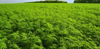 El multimillonario Juan Abelló se alía con un fondo británico para cultivar cannabis medicinal en España