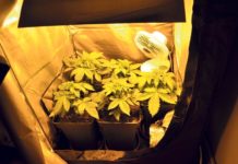 Las hormonas vegetales Las hormonas vegetales