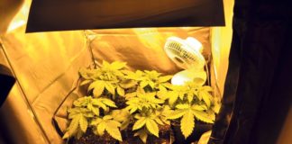 Lanzan iniciativa para legalizar uso de marihuana medicinal en Texas