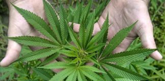 Cataluña regulará los clubs de cannabis bajo una propuesta insuficiente