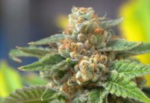 Aproximadamente la mitad de los pacientes con dolor lumbar pudieron dejar de consumir opioides despu&eacute;s de imitar el consumo de cannabis