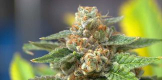 Madres argentinas de niños con epilepsia se unen por el cannabis medicinal