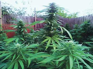 Cultivo en exterior