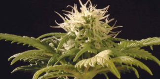 Florida aprueba el uso de marihuana en pacientes terminales