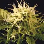 Ed Rosenthal Super Bud Ed Rosenthal Super Bud