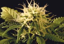 Ed Rosenthal Super Bud Ed Rosenthal Super Bud