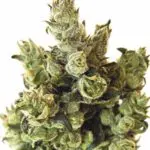 Cultivo hidrop&oacute;nico para principiantes. Paso a paso (IV)