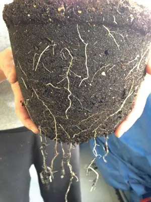 Tierra con microrrizas